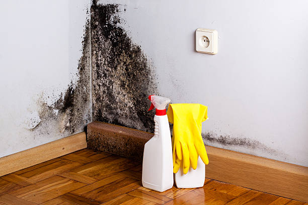 Best Residential Mold Remediation in Peach Springs, AZ